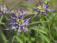 �^�}�V���W��