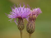 �^�����\�E