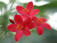 �e�C�L���U�N��