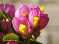 �g�L���q���n�M