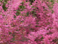 �g�L���}���T�N