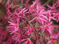 �g�L���}���T�N