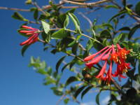 �c�L�k�L�j���h�E