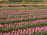 �`���[���b�v