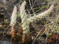 �c�������Q