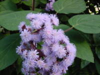 ���[�p�g���E���E�\���f�B�h�D��