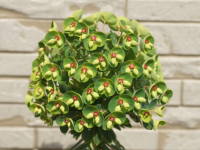 ���[�t�H���r�A�E�J���L�A�X