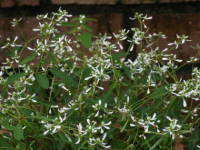 ���[�t�H���r�A�E�_�C�A�����h�t���X�g