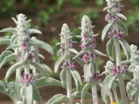 �����Y�C���[