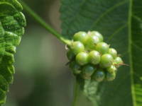 �����^�i