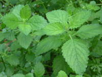 �������o�[��