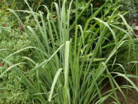 �������O���X