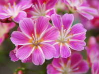 ���E�C�V�A