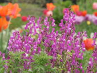 ���i���A