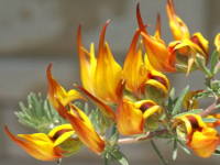 ���[�^�X�E�}�N���c�X