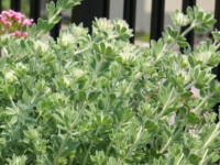 ���[�^�X�E�q���X�^�X