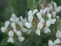 ���[�^�X�E�q���X�^�X