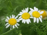 ���[�}���J���~�[��