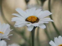 ���[�_���Z�}��