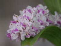 �����R�X�e�B���X�E�M�K���e�A