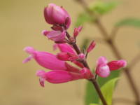 ���[�Y���[�t�Z�[�W