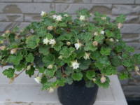 ���u�X�E�J���V�m�C�f�X