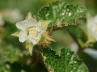 ���u�X�E�J���V�m�C�f�X