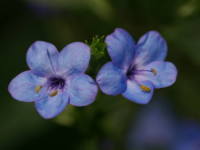 �����n�i�K�T