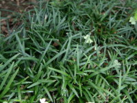 �����E�m�q�Q