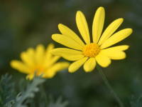 �����I�v�X�f�[�W�[