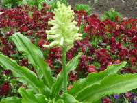 �x���Z�~�A