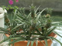 �p�C�i�b�v��