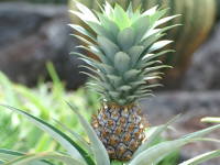 �p�C�i�b�v��