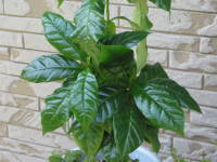 �R�[�q�[�̖�