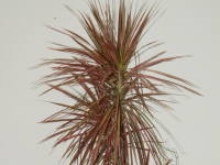 �h���Z�i�E�R���V���l