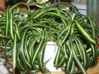 �I���d������