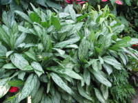 �A�O���I�l�}