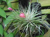 �G�A�[�v�����c