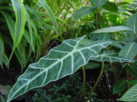 �A���J�V�A�E�A�}�]�j�J