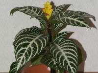 �A�t�F�����h���E�_�j�A