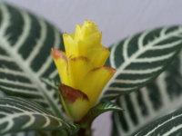 �A�t�F�����h���E�_�j�A