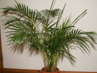 �A���J���V