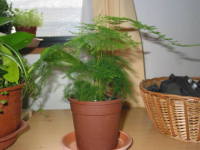 �A�X�p���K�X�E�i�i�X