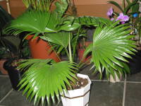 �r���E���V