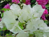 �u�[�Q���r���A