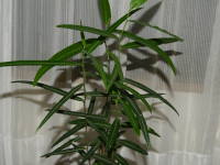 �{�g���c���[