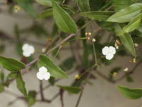 �u���C�_���x�[��