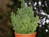 �Z���E�X�E�T�{�e��