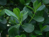 �N���V�A�E���[�A