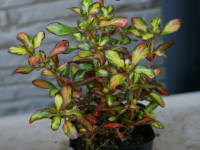 �R�v���X�}